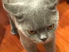 -猫小院猫主题咖啡厅(北锣店)