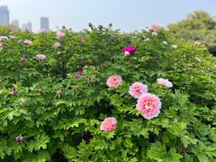 -洛阳市隋唐城遗址植物园