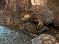 -绿色星球动物主题公园