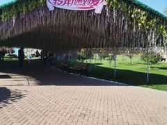 -荷兰花海