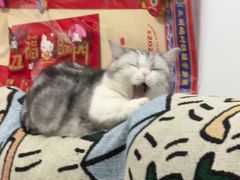 -宠小格时尚宠物生活馆(唐镇店)