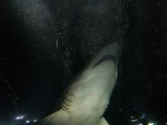 -悉尼海洋生物水族馆