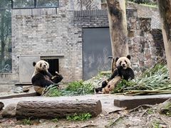 -都江堰中华大熊猫苑