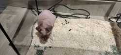 -Moni星球萌宠·小马宝莉·灵蛇·高端高阶全萌宠互动体验俱乐部(红豆国际广场店)