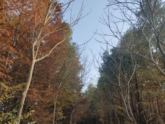 -上海海湾国家森林公园