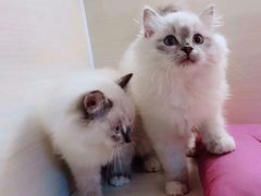 -喵zoo家庭繁育猫舍(尖东智能花园店)