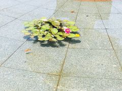 -四云楼烤鸡店(吉庆街店)