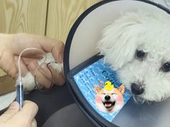 -宠颐生宠物医院·异宠猫科内科·诊疗中心宠巢店