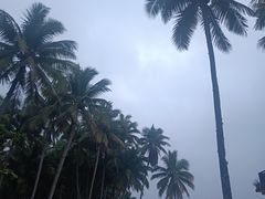 -东郊椰林