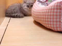-momokira米努特·德文卷毛猫·棉花面纱犬