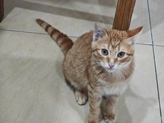 -清新一盅正宗清远鸡(环城路店)