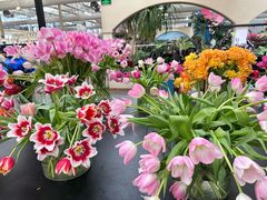 -荷兰花海