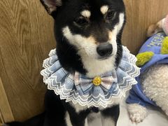 -和它·交个朋友·狗咖猫咖(爱琴海店)