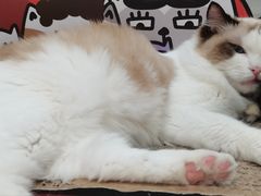 -COLOR PETS 撸猫馆·购猫·猫咖(长风大悦城店)