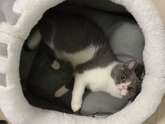 -lincat·猫舍(广州店)