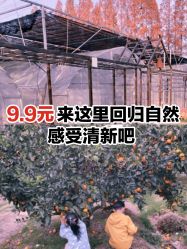 -前小桔亲子创意农场·草莓采摘·露营烧烤