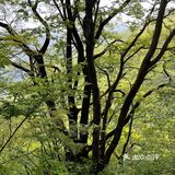 牛背梁国家森林公园