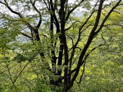 -牛背梁国家森林公园