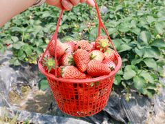 -尚田草莓姑娘白草莓采摘基地