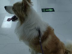 -纳吉亚猫专科动物诊疗中心(蒋宅口分院)