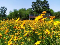 -大兴滨河森林公园