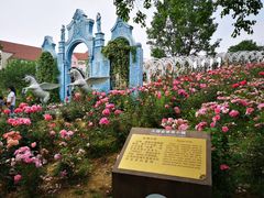 -大塘金香草谷
