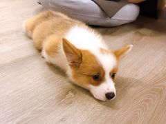 -浣熊柯尔鸭土拨鼠·电玩咖
