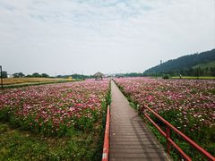 -径山花海