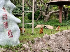 -深圳野生动物园