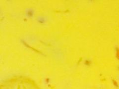 -糖朝(尖沙咀店)