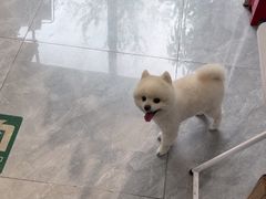 -美联众合爱康动物医院•复杂内科•肿瘤科•牙科•腔镜诊疗中心