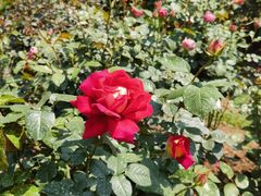 -人民公园(罗湖区)