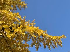 -三里屯东五街银杏大道