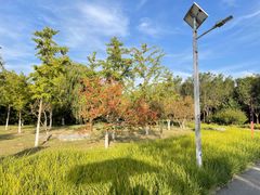 -永定河休闲森林公园