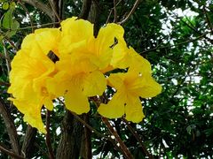 -天适樱花悠乐园