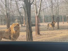 -秦皇岛野生动物园