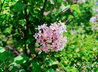 上午进山时候 雾气缭绕 将近十一点钟 太阳️露脸