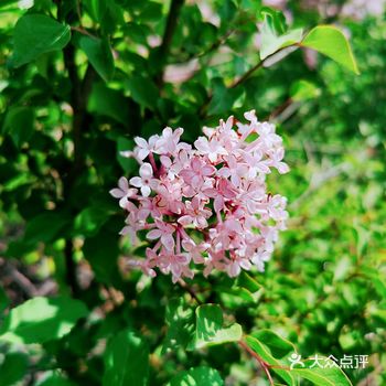 上午进山时候 雾气缭绕 将近十一点钟 太阳️露脸