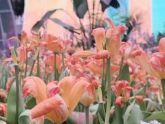 -厦门园林博览苑