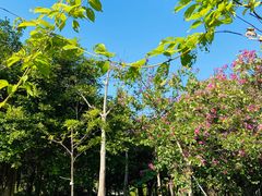 -福田红树林生态公园