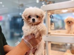 -翊宠yipet猫狗购宠庄园犬舍•猫舍