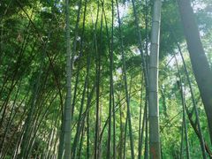 -杭州黄龙洞
