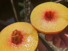 -野妹经典火锅(民治店)