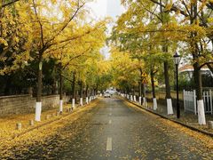 -八大关景区