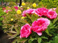 -莲花池公园