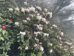 -峨眉山风景名胜区