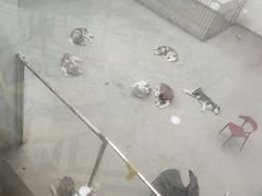 -星多哈·狗咖·拼豆·咖啡