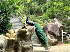 -汕尾铜鼎山旅游区