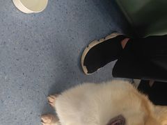 -顺强宠物诊所·狂犬免疫·夜诊·骨科(嘉定店)