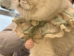 -共舞时光猫咖·狗咖(新街口店)